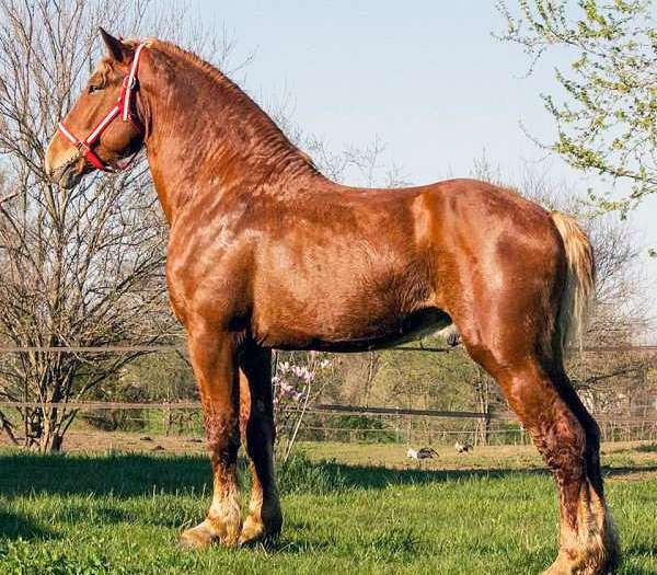 belgian draft horse for sale uk